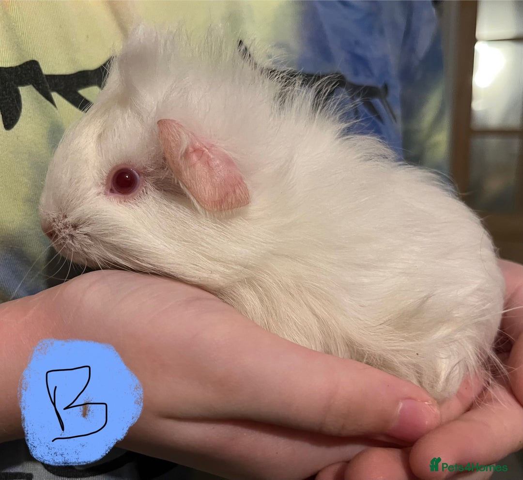 Guinea Pig rodents for sale: Baby guinea pigs - Image 1