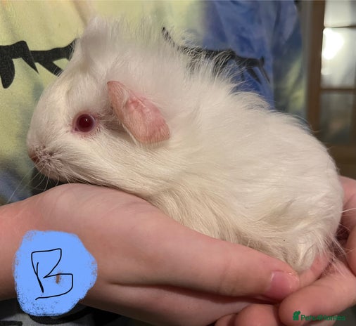 Guinea Pig rodents - Advert 1