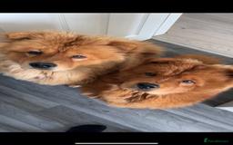 Chow Chow dogs for sale: Beautiful Lily & Lexi – Heartbreaking Rehome  - Image 7