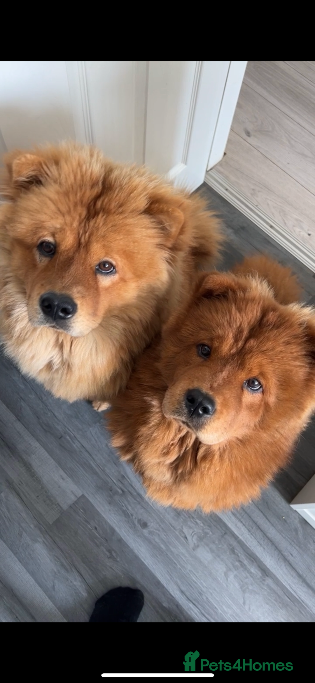 Chow Chow dogs for sale: Beautiful Lily & Lexi – Heartbreaking Rehome  - Image 7