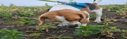 Beagle dogs for stud: Loki is our name- KC name is Fallowfield Chestnut  - Advert 10
