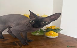 Sphynx cats for sale: Ratty - Grey Male Canadian Sphynx Cat 4 years old  - Image 7