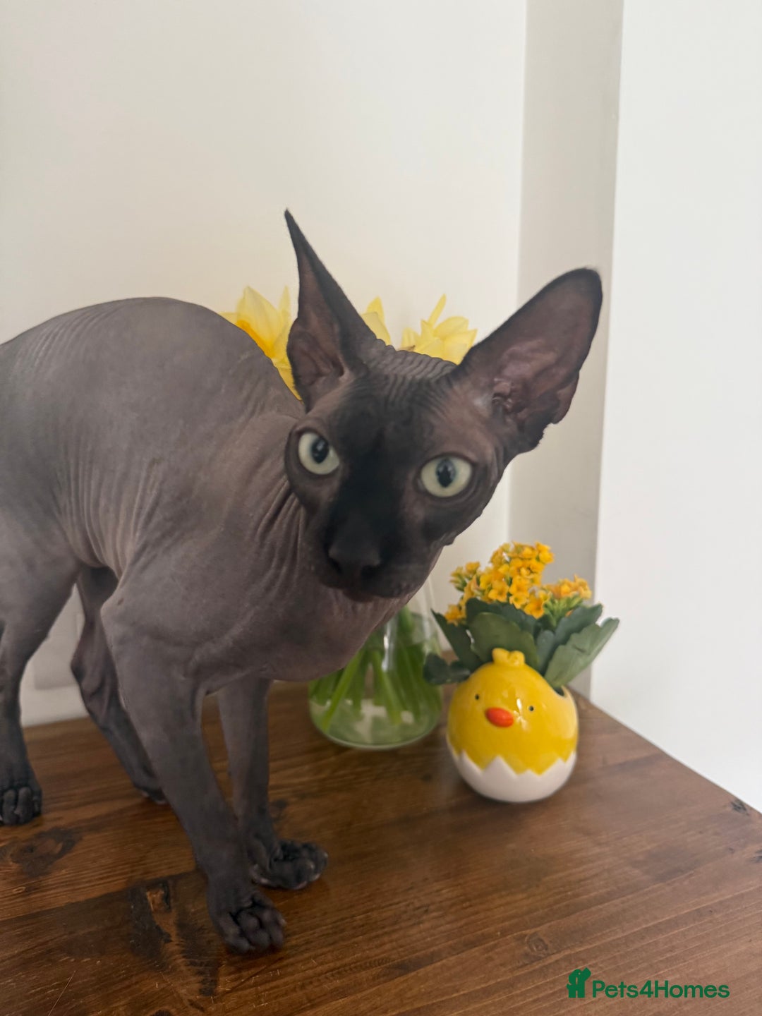 Sphynx cats for sale: Ratty - Grey Male Canadian Sphynx Cat 4 years old  - Image 7