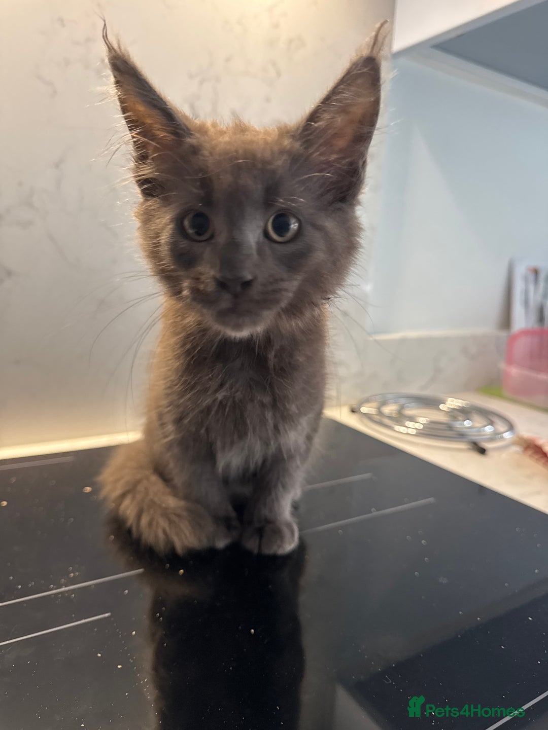 Maine Coon cats for sale: GCCF Registered Kittens. Beautiful lively kittens  - Image 15