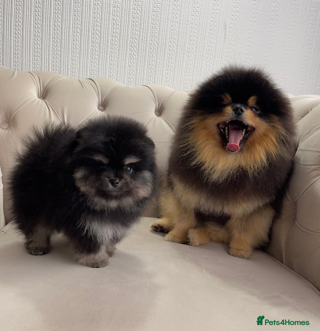Pomeranian dogs for sale: Unique, extremely rare Pomeranian puppies ✨ - Image 4