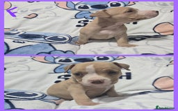 American Bully dogs for sale: Super chunky pocket bullies Ready to leave! - Image 4