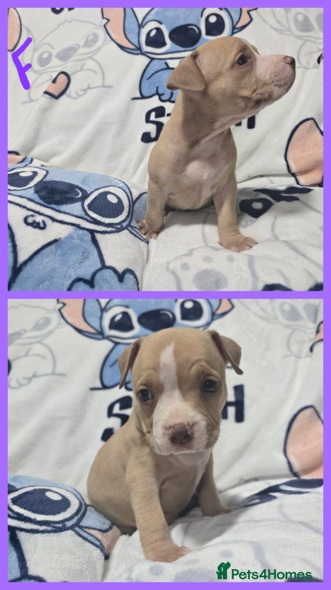 American Bully dogs for sale: Super chunky pocket bullies Ready to leave! - Image 4