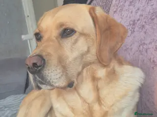 Labrador Retriever dogs Confirmed pregnancy - Advert 18