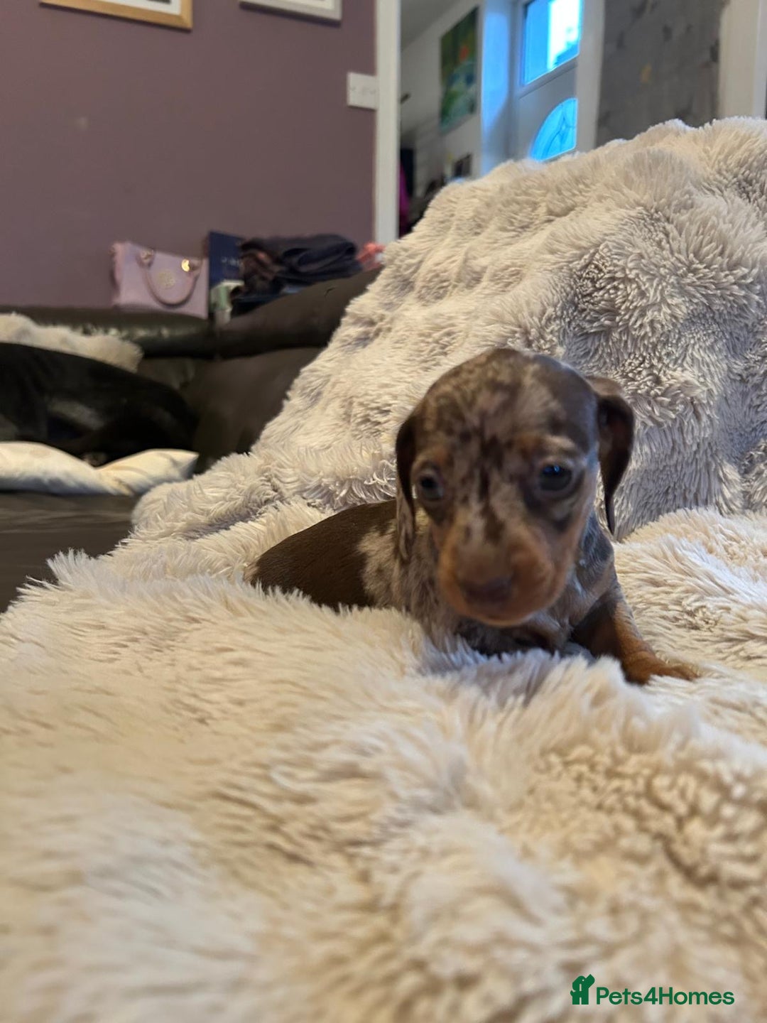Miniature Dachshund dogs for sale: KC Miniature Dachshund Puppies  - Advert 5