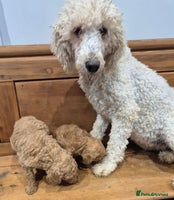 Standard Poodle dogs KC Registered Standard Poodles - Advert 2