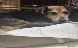 Mixed Breed dogs for adoption: 🐾A special home wanted for Rusty🐾 - Image 3