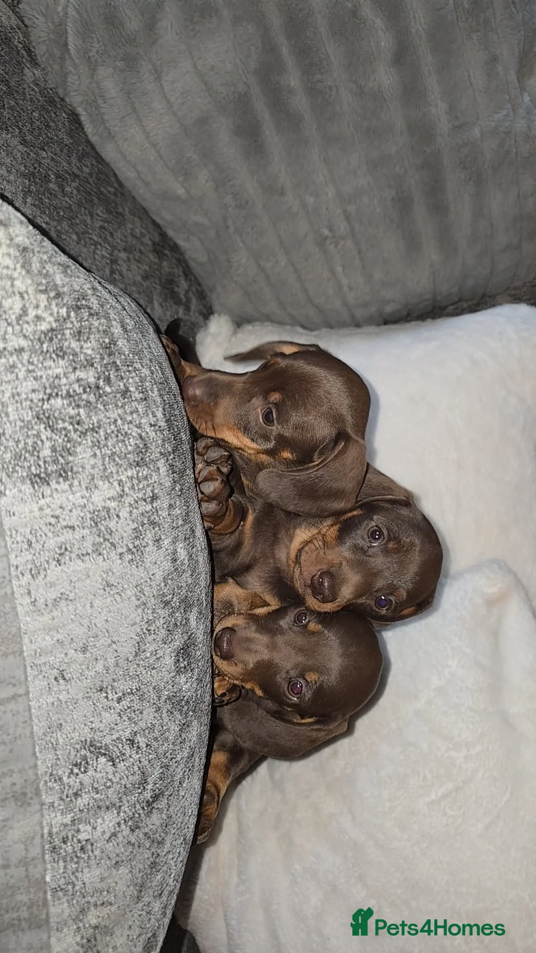 Miniature Dachshund dogs for sale: Miniature DACHSHUND  - Advert 2