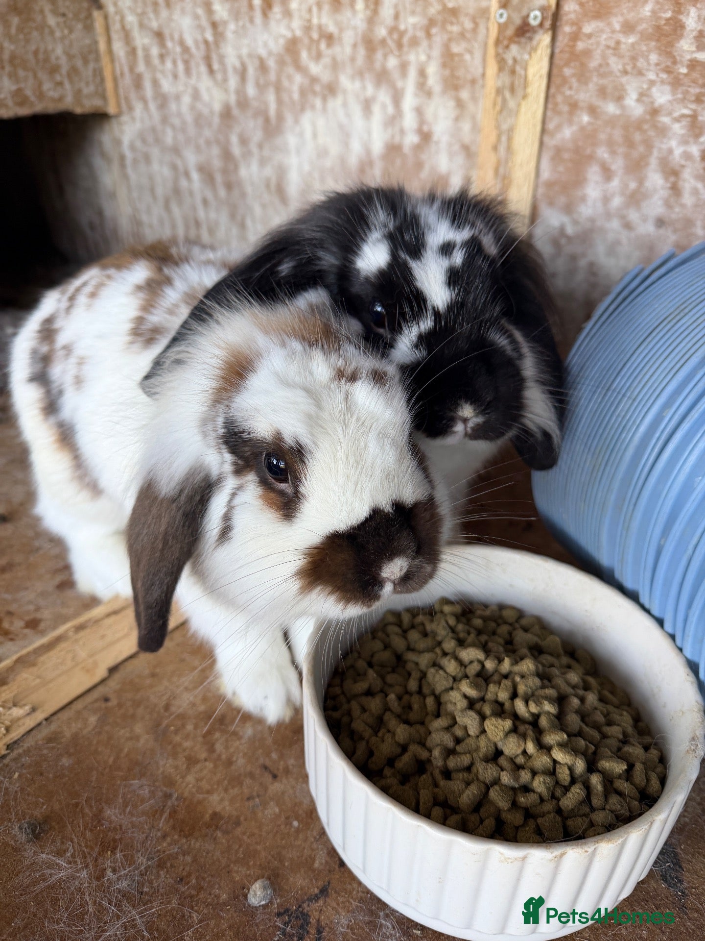 Lionhead rabbits Two Lovely Lop Rabbits - Advert 2