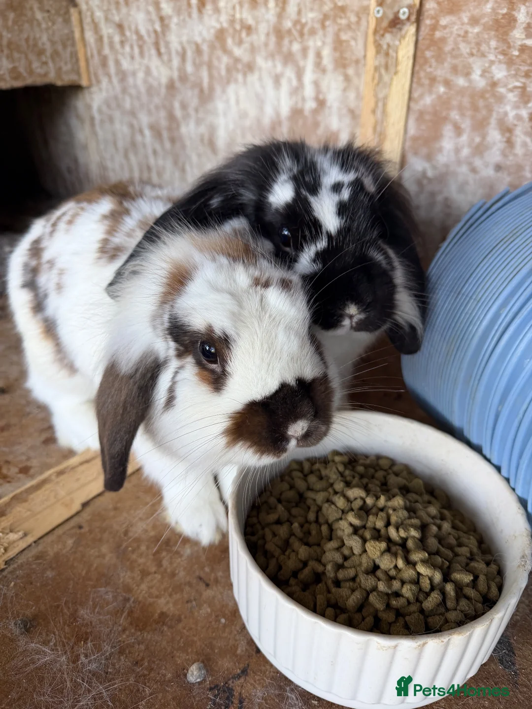 Lionhead rabbits for sale: Two Lovely Lop Rabbits - Advert 1