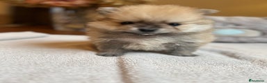 Pomeranian Puppy 4