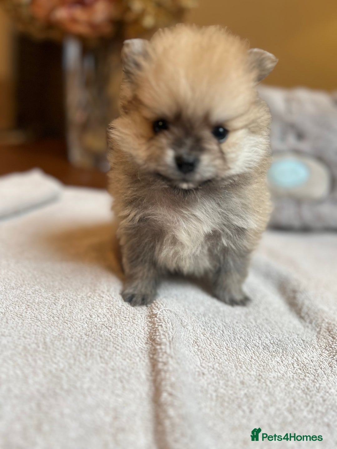 Pomeranian dogs for sale: Pomeranian puppies to die for - Advert 15
