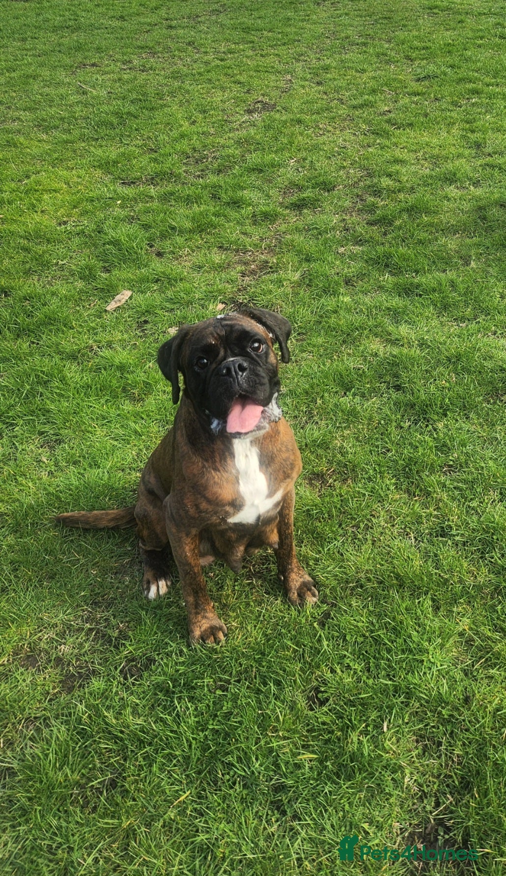 Boxer dogs 🌟🐾 KC REG, HS-0 BOXER PUPS, BOB/TAIL 🐾🌟  - Advert 3