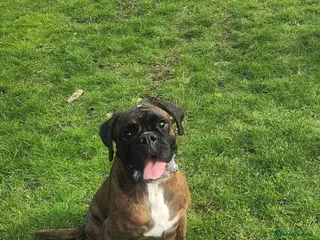 Boxer dogs 🌟🐾 KC REG, HS-0 BOXER PUPS, BOB/TAIL 🐾🌟 - Advert 17