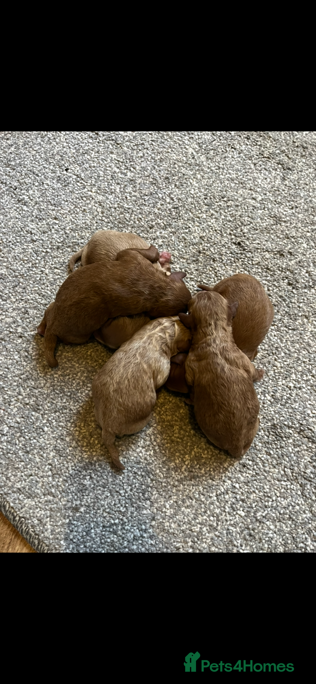 Cockapoo dogs for sale: Gorgeous red F1b cockapoo puppies  - Advert 3