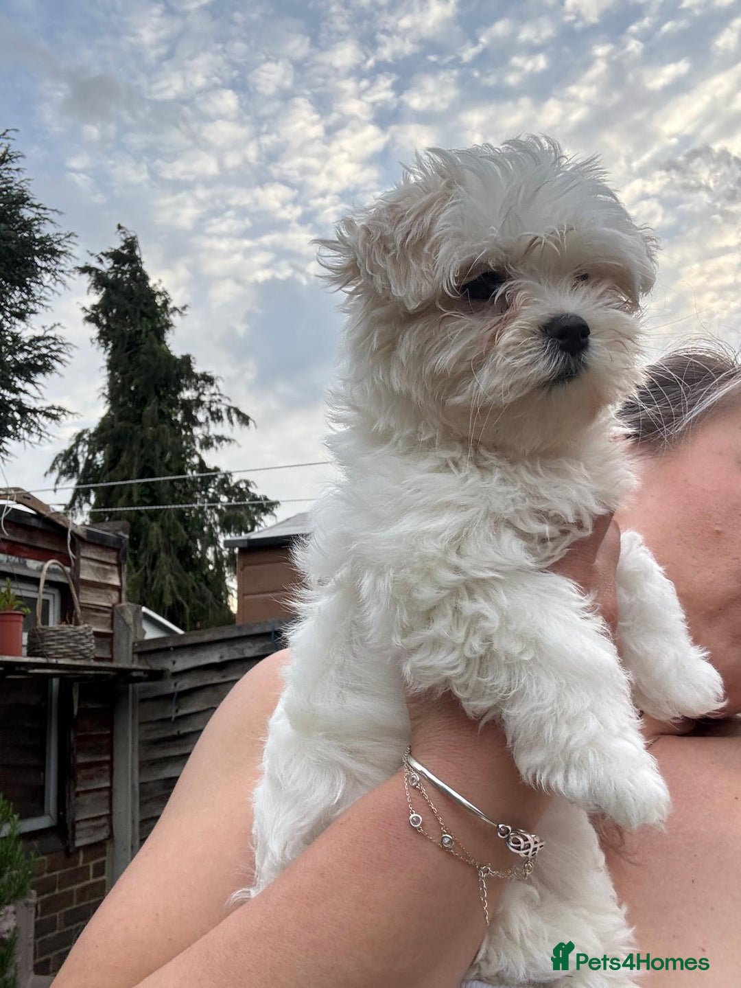 Maltese dogs for sale: Puppy - Image 6