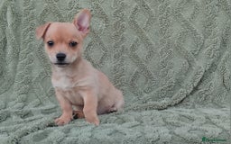 Chiweenie dogs for sale: Chiweenie - Image 5