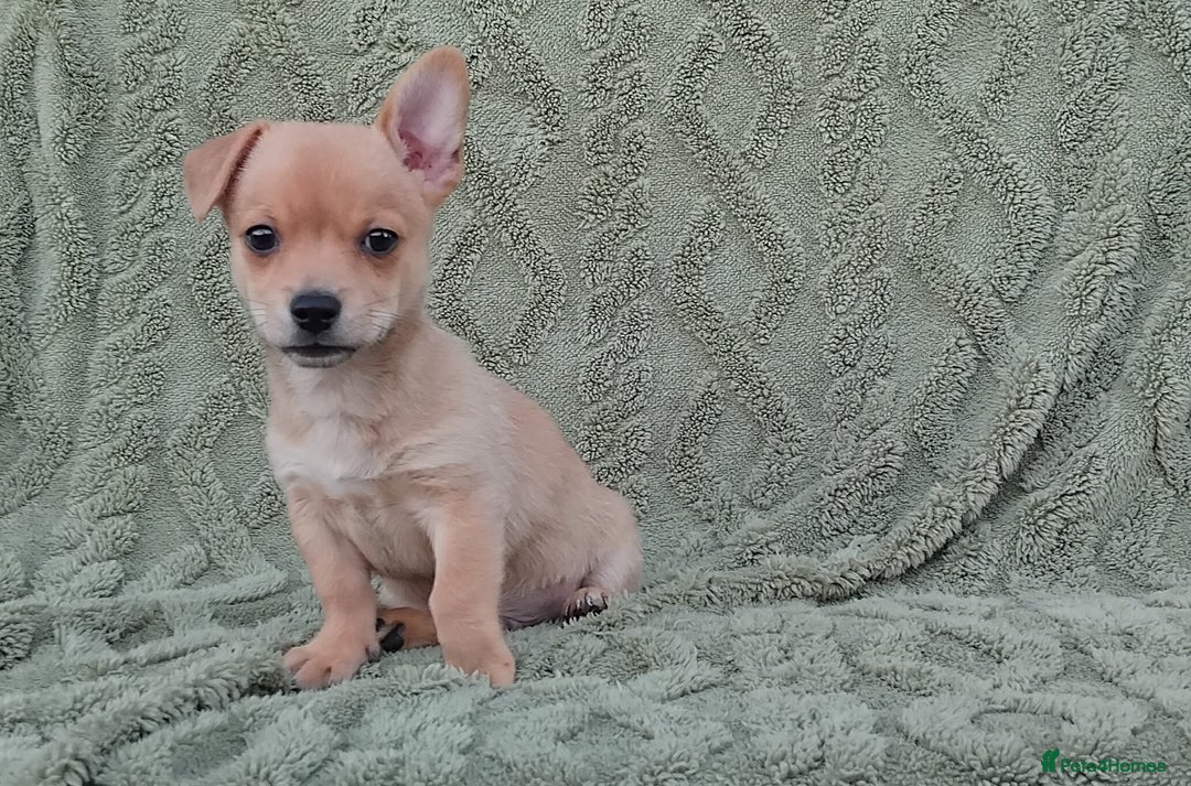 Chiweenie dogs for sale: Chiweenie - Image 5