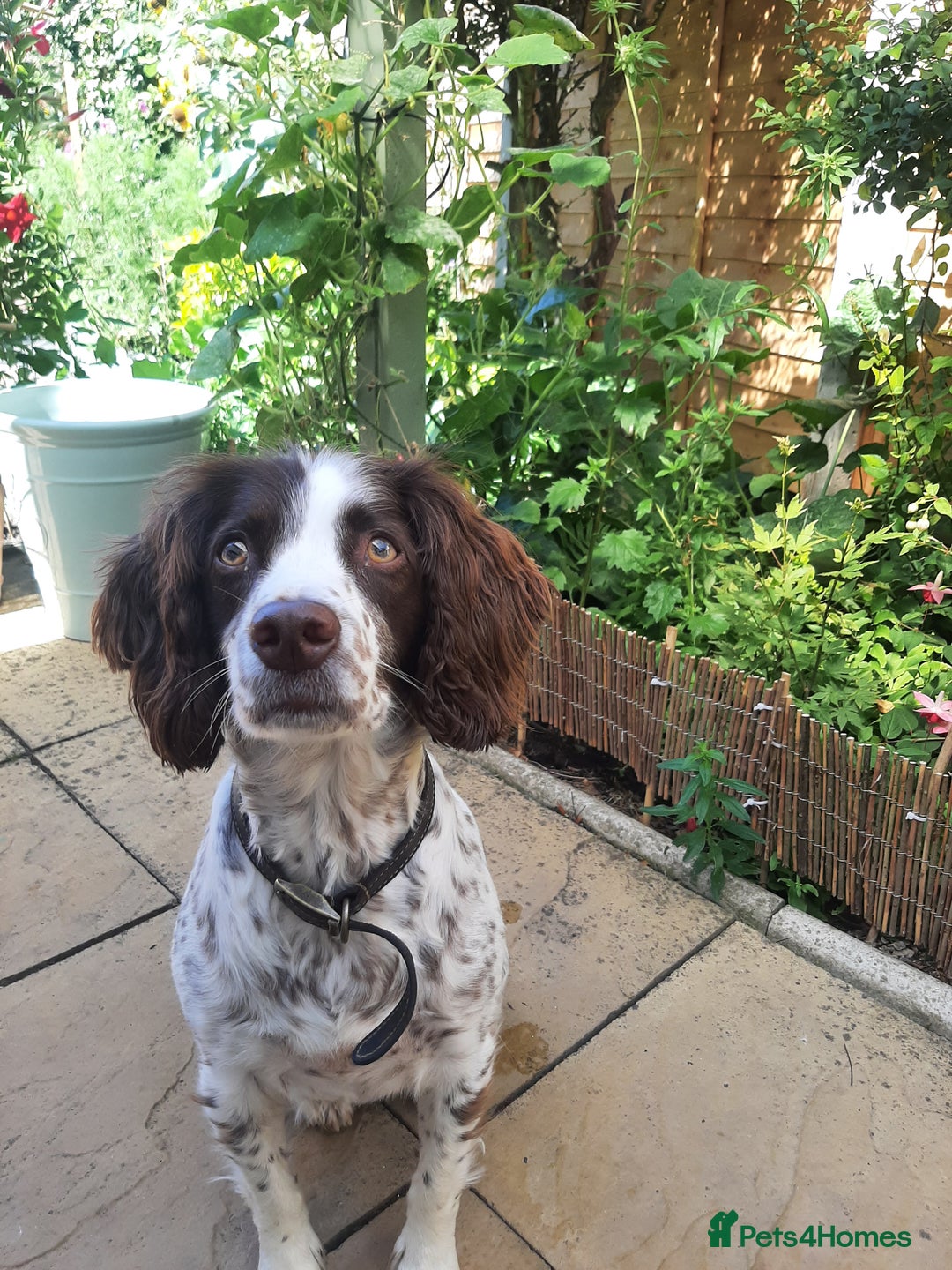 English Springer Spaniel dogs for sale: Beautiful 8 year old sadly for sale - Image 4