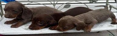 Dachshund 2