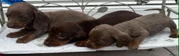 Dachshund dogs for sale: Ready to leave Daschund puppies🐶💙 - Advert 6