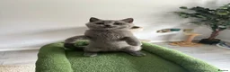 British Shorthair cats for sale: Pedigree British Blue Female Available next week   - Advert 5