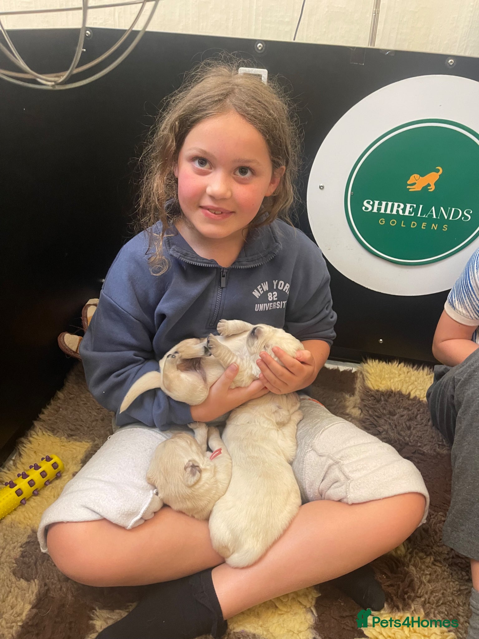 Goldador dogs Stunning Goldador Puppies  - Advert 1