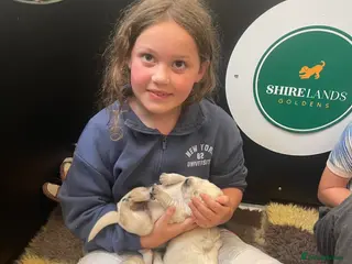 Goldador dogs Stunning Goldador Puppies - Advert 1