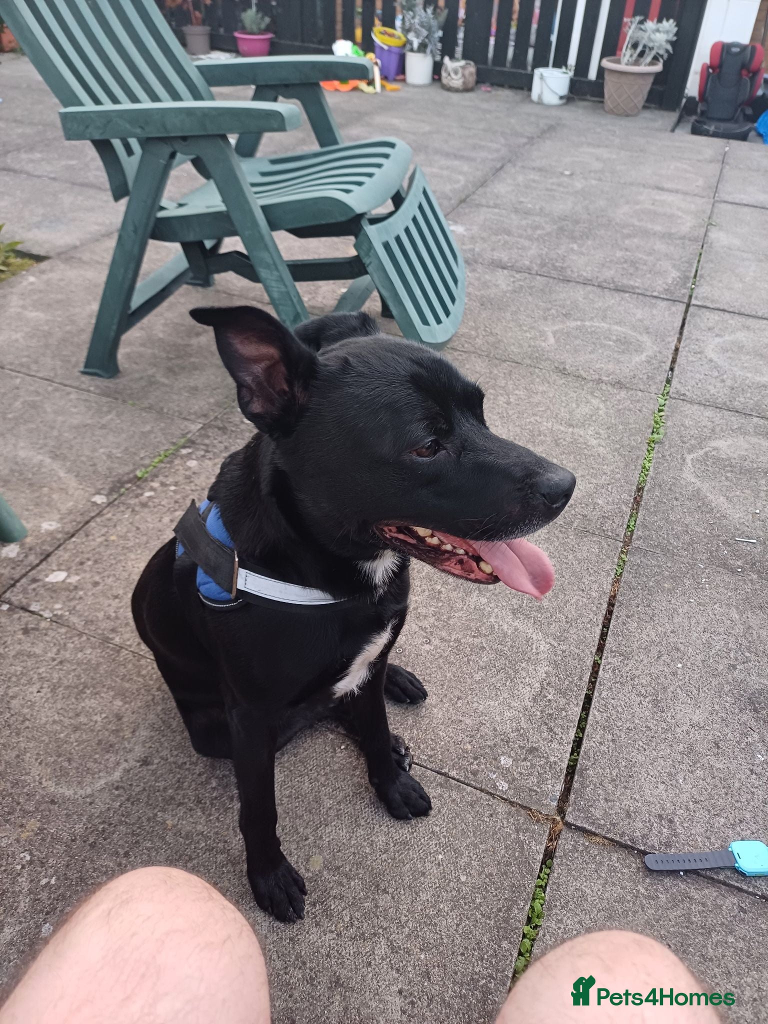 Mixed Breed dogs Lovely Staffy X Labrador  - Advert 3
