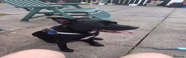 Cali