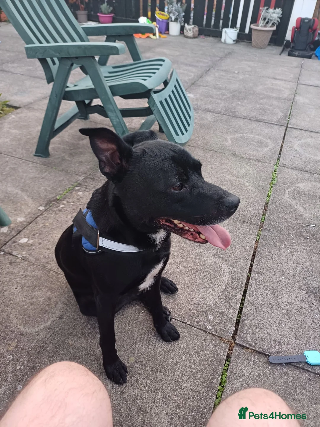 Mixed Breed dogs for sale: Lovely Staffy X Labrador  - Advert 1