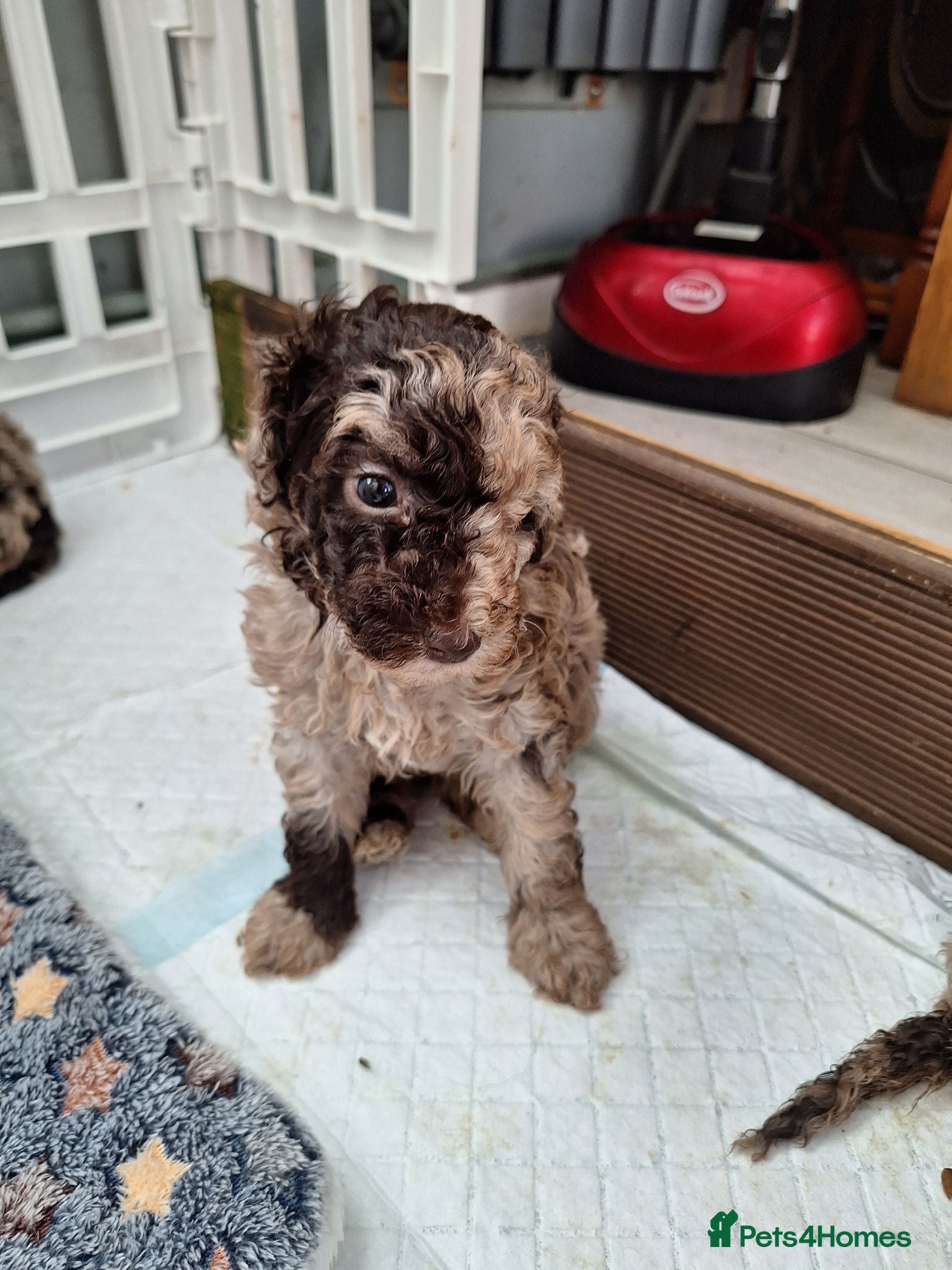Toy Poodle dogs SUPERB TOY POODLES READY NOW - Advert 15