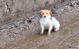 Mixed Breed dogs for sale: Border Jack Puppies (Border Collie X Jack Russel) - Image 7