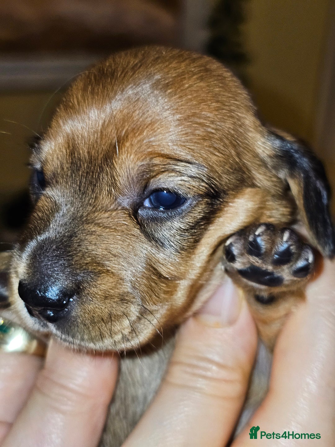 Dachshund dogs for sale: Dachshund puppies - Advert 3