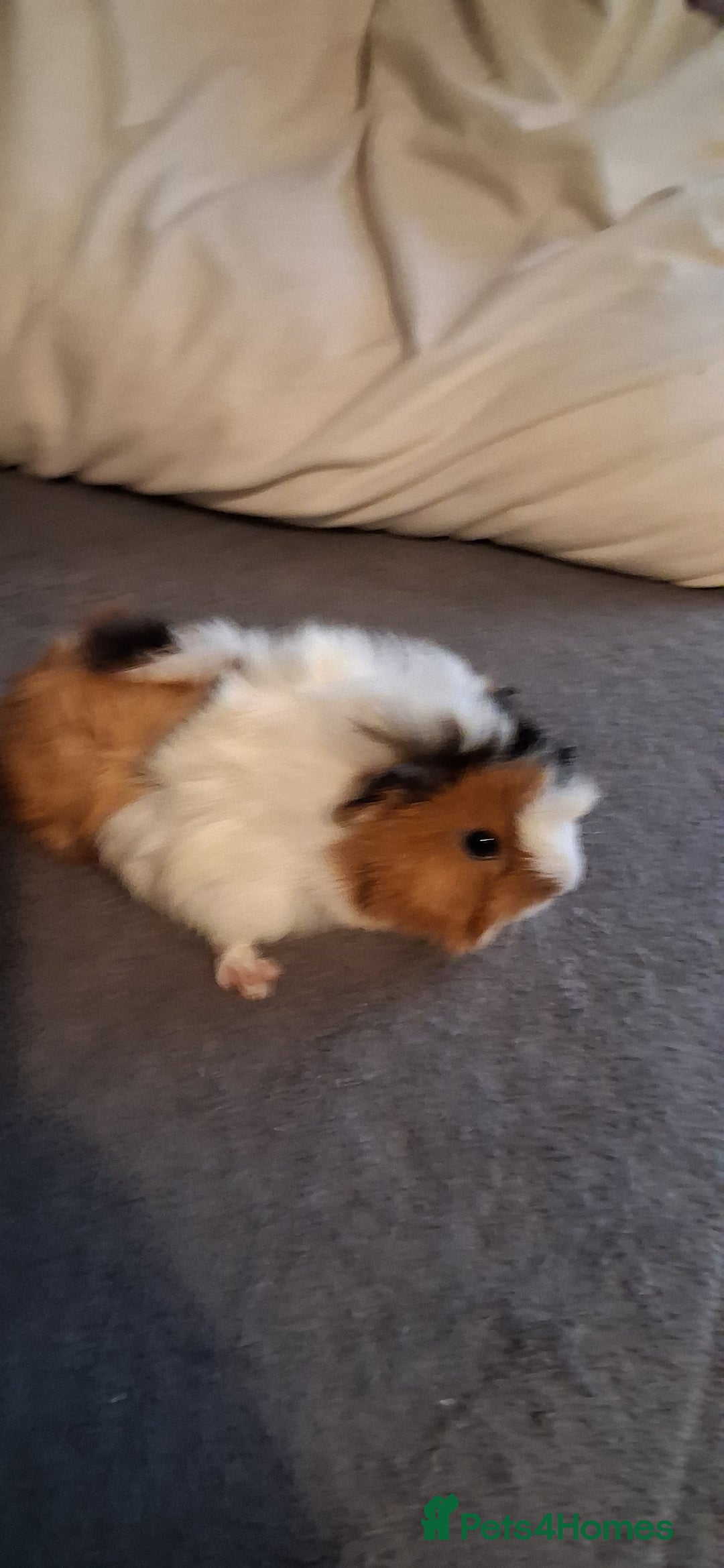 Guinea Pig rodents for sale: 6 baby girl guinea pigs 2 boys  - Advert 20