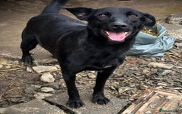 Mixed Breed dogs for adoption: Pango is looking for his forever home  - Image 9