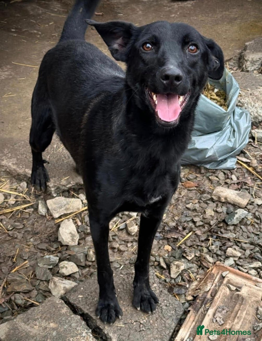 Mixed Breed dogs for adoption: Pango is looking for his forever home  - Image 9
