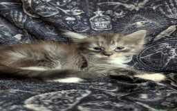 Maine Coon cats for sale: Maine Coon kittens  - Image 4