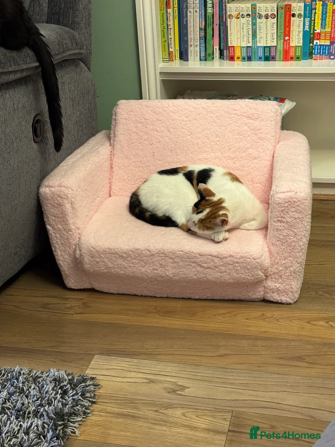 Mixed Breed cats for sale: Mixed breed female  - Advert 12