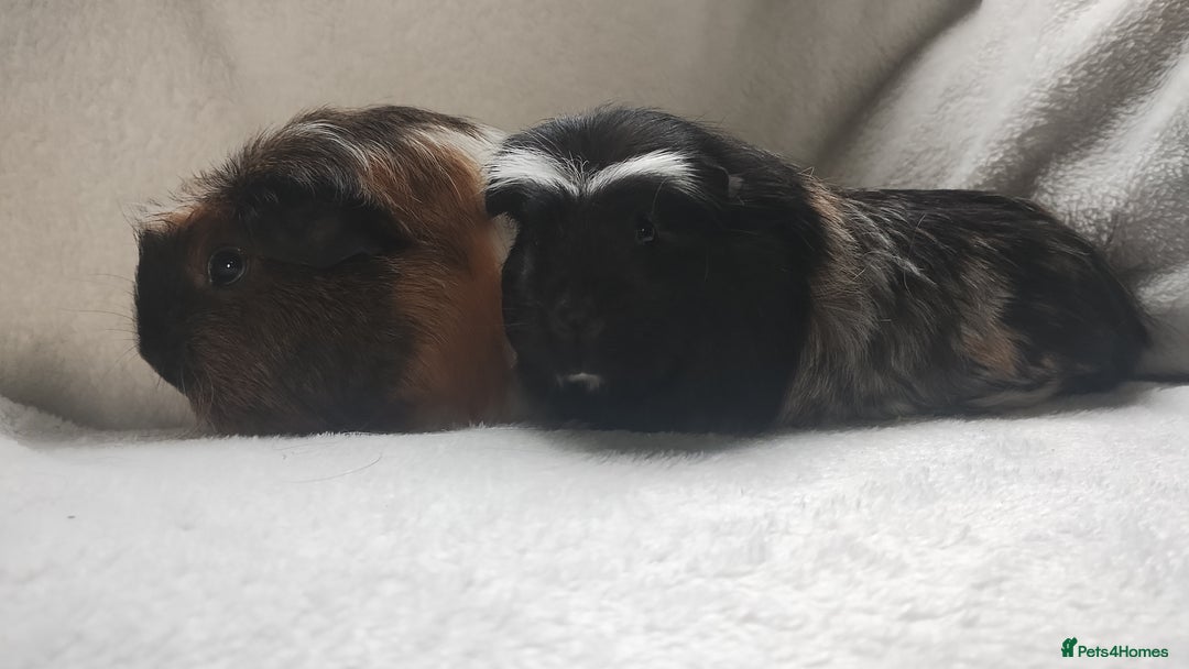 Guinea Pig rodents for sale: Mother and daughter guinea pig sows  - Advert 5
