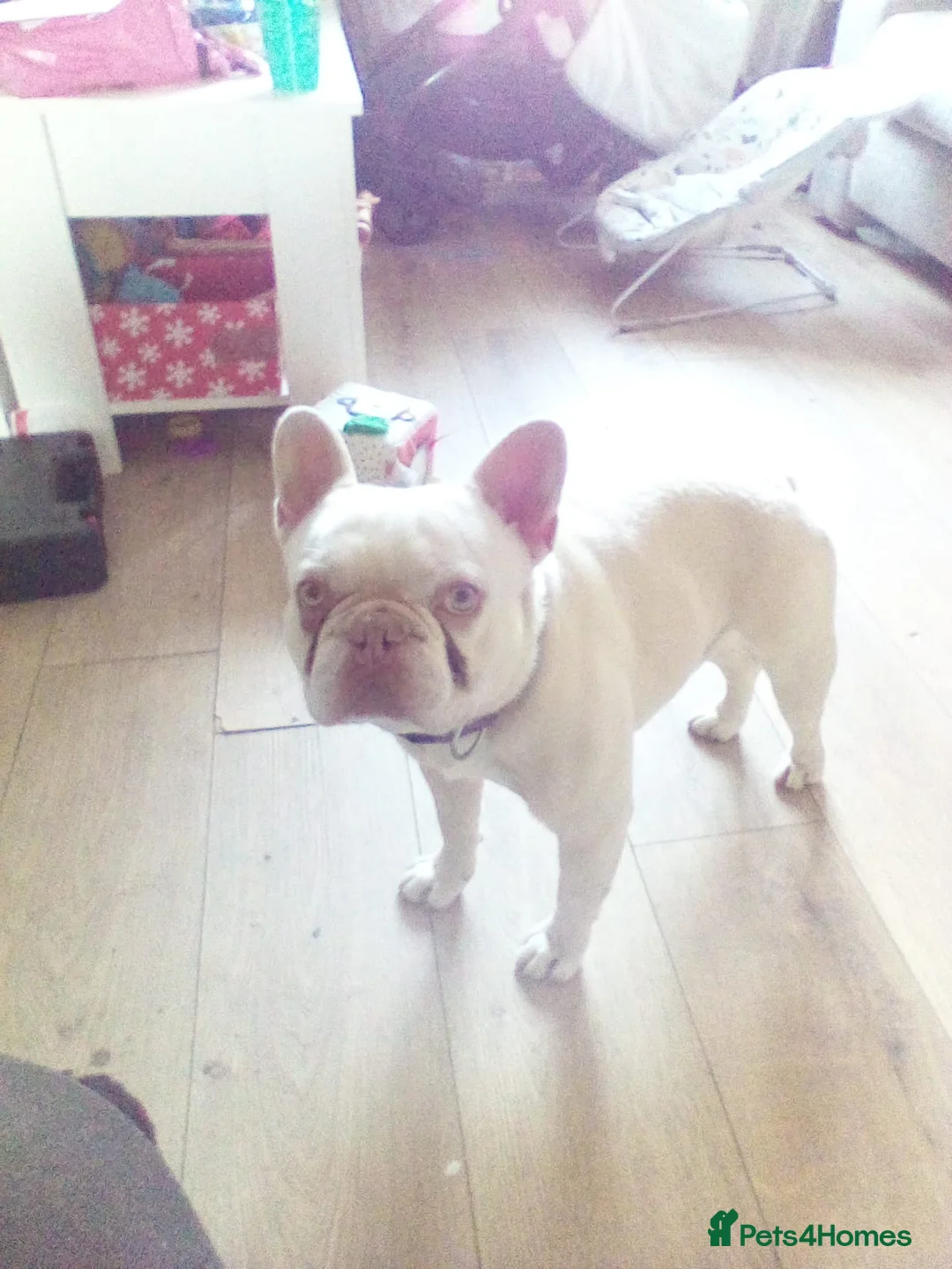 French Bulldog dogs for sale: Dwkc 4 year old male french bulldog in Leicester - Advert 4
