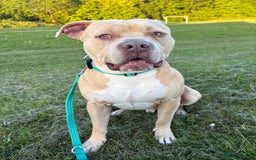 Mixed Breed dogs for sale: American bull dog mix - Image 2