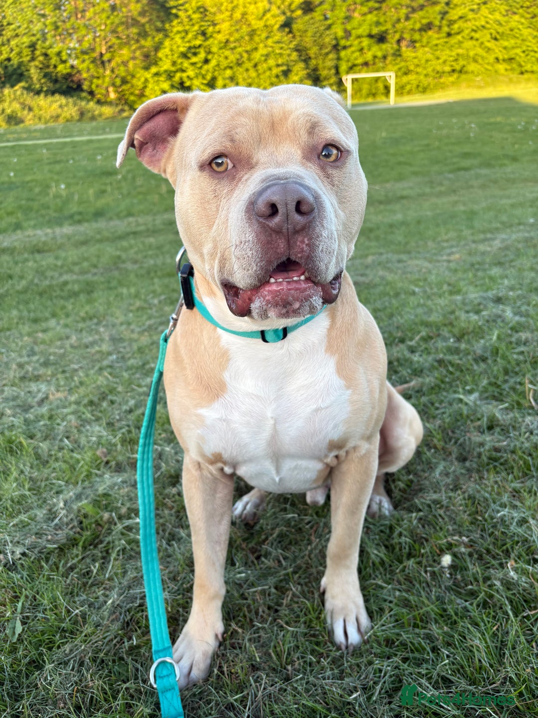 Mixed Breed dogs for sale: American bull dog mix - Image 2