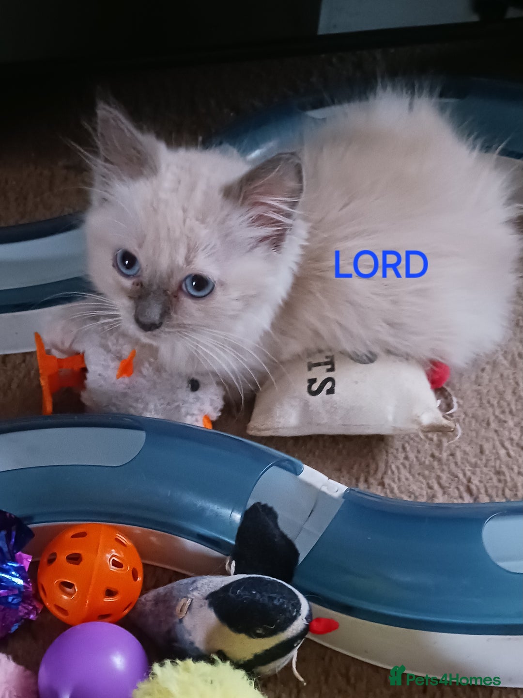 Ragdoll cats for sale: CUTE RAGDOLL KITTENS  - Image 7
