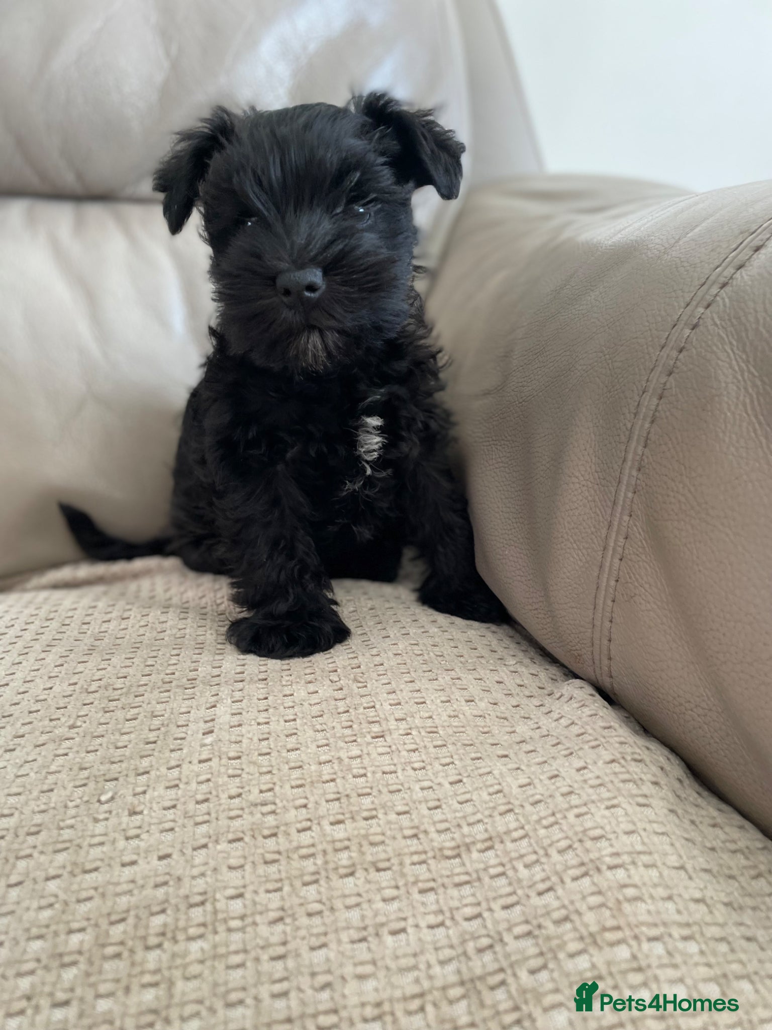Miniature Schnauzer dogs Gorgeous Miniature Schnauzer Puppies  - Advert 3