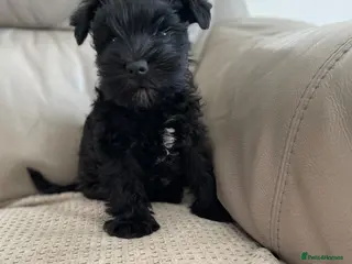 Miniature Schnauzer dogs Gorgeous Miniature Schnauzer Puppies - Advert 3
